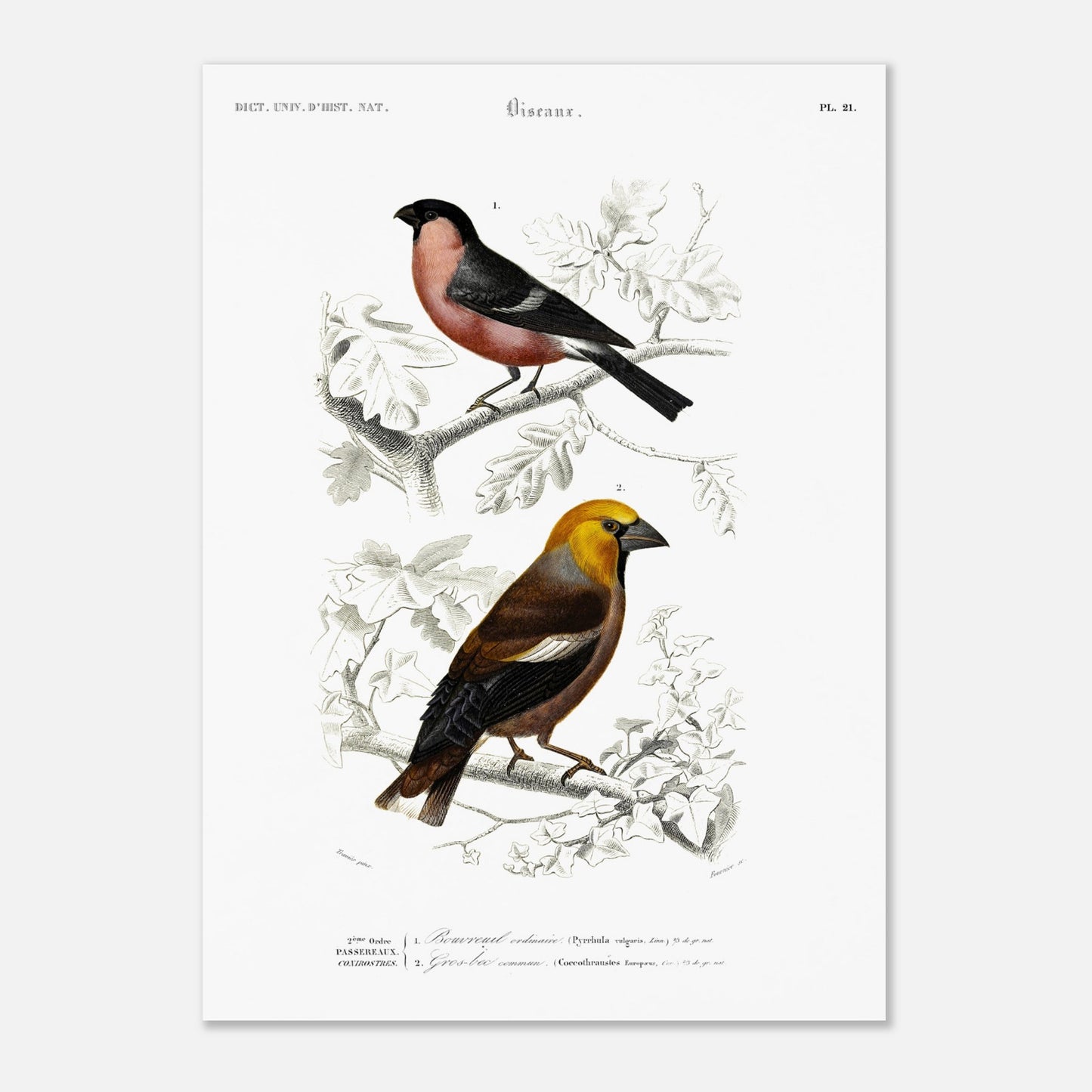 Illustration d'oiseaux : Bouvreuil ordinaire et Gros-bec commun (50x70 cm). Planche ornithologique du Dictionnaire Universel d'Histoire Naturelle de Charles d'Orbigny, représentant un bouvreuil ordinaire et un gros-bec commun.