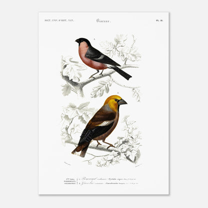 Illustration d'oiseaux : Bouvreuil ordinaire et Gros-bec commun (50x70 cm). Planche ornithologique du Dictionnaire Universel d'Histoire Naturelle de Charles d'Orbigny, représentant un bouvreuil ordinaire et un gros-bec commun.
