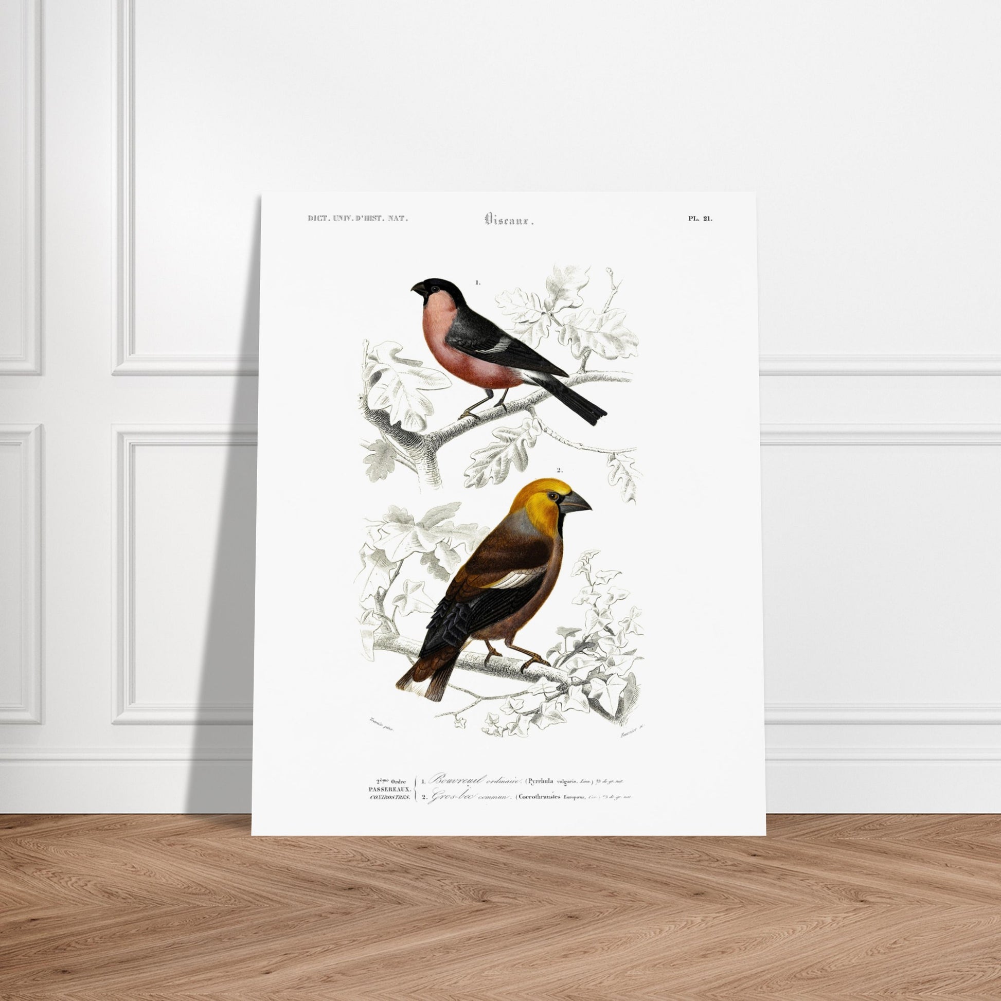 Illustration d'oiseaux : Bouvreuil ordinaire et Gros-bec commun. Planche ornithologique du Dictionnaire Universel d'Histoire Naturelle de Charles d'Orbigny, représentant un bouvreuil ordinaire et un gros-bec commun. Image d'illustration 6