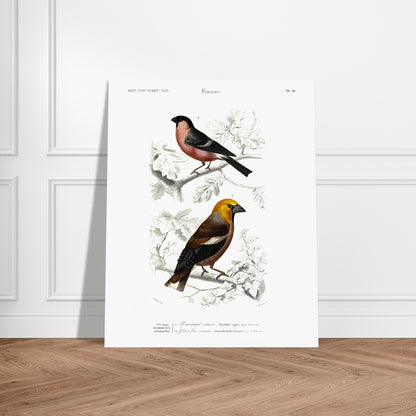 Illustration d'oiseaux : Bouvreuil ordinaire et Gros-bec commun. Planche ornithologique du Dictionnaire Universel d'Histoire Naturelle de Charles d'Orbigny, représentant un bouvreuil ordinaire et un gros-bec commun. Image d'illustration 6