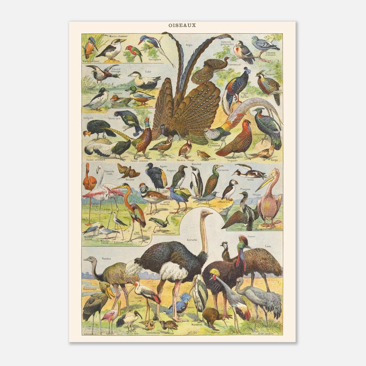 Illustration Oiseaux exotiques et sauvages – Planche ancienne Larousse 1910 (21x29,7 cm (A4)). Planche de l'Encyclopédie Larousse de 1910 titrée "Oiseaux", présentant diverses espèces d'oiseaux, y compris des oiseaux exotiques et sauvages, avec leurs noms.