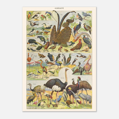 Illustration Oiseaux exotiques et sauvages – Planche ancienne Larousse 1910 (21x29,7 cm (A4)). Planche de l'Encyclopédie Larousse de 1910 titrée "Oiseaux", présentant diverses espèces d'oiseaux, y compris des oiseaux exotiques et sauvages, avec leurs noms.