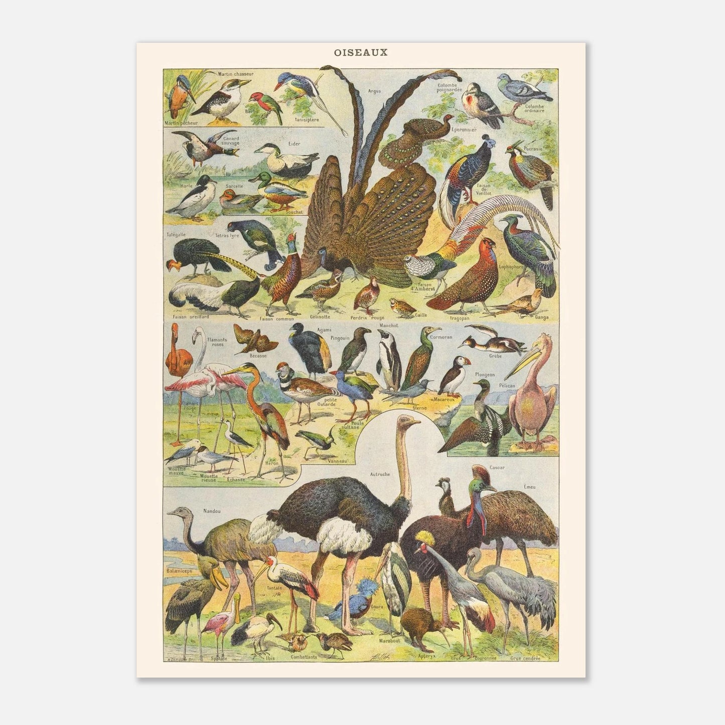Illustration Oiseaux exotiques et sauvages – Planche ancienne Larousse 1910 (29,7x42 cm (A3)). Planche de l'Encyclopédie Larousse de 1910 titrée "Oiseaux", présentant diverses espèces d'oiseaux, y compris des oiseaux exotiques et sauvages, avec leurs noms.