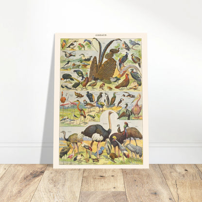 Illustration Oiseaux exotiques et sauvages – Planche ancienne Larousse 1910. Planche de l'Encyclopédie Larousse de 1910 titrée "Oiseaux", présentant diverses espèces d'oiseaux, y compris des oiseaux exotiques et sauvages, avec leurs noms. Image d'illustration 4