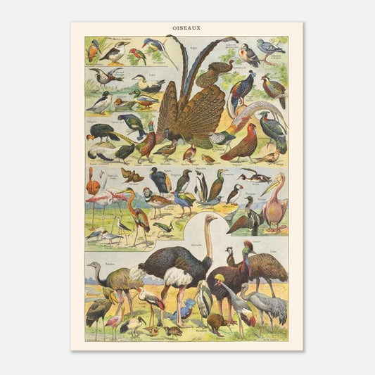 Illustration Oiseaux exotiques et sauvages – Planche ancienne Larousse 1910 (42x59,4 cm (A2)). Planche de l'Encyclopédie Larousse de 1910 titrée "Oiseaux", présentant diverses espèces d'oiseaux, y compris des oiseaux exotiques et sauvages, avec leurs noms.
