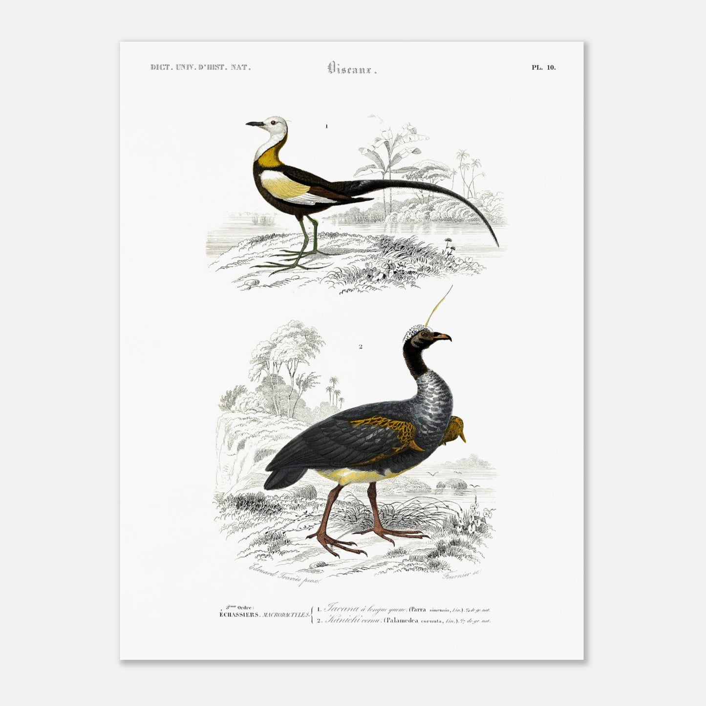Illustration ornithologique : Jacana à longue queue et Kamichi cornu (30x40 cm). Planche ornithologique ancienne du Dictionnaire Universel d'Histoire Naturelle montrant un Jacana à longue queue et un Paladan d'eau, dans des environnements naturels.