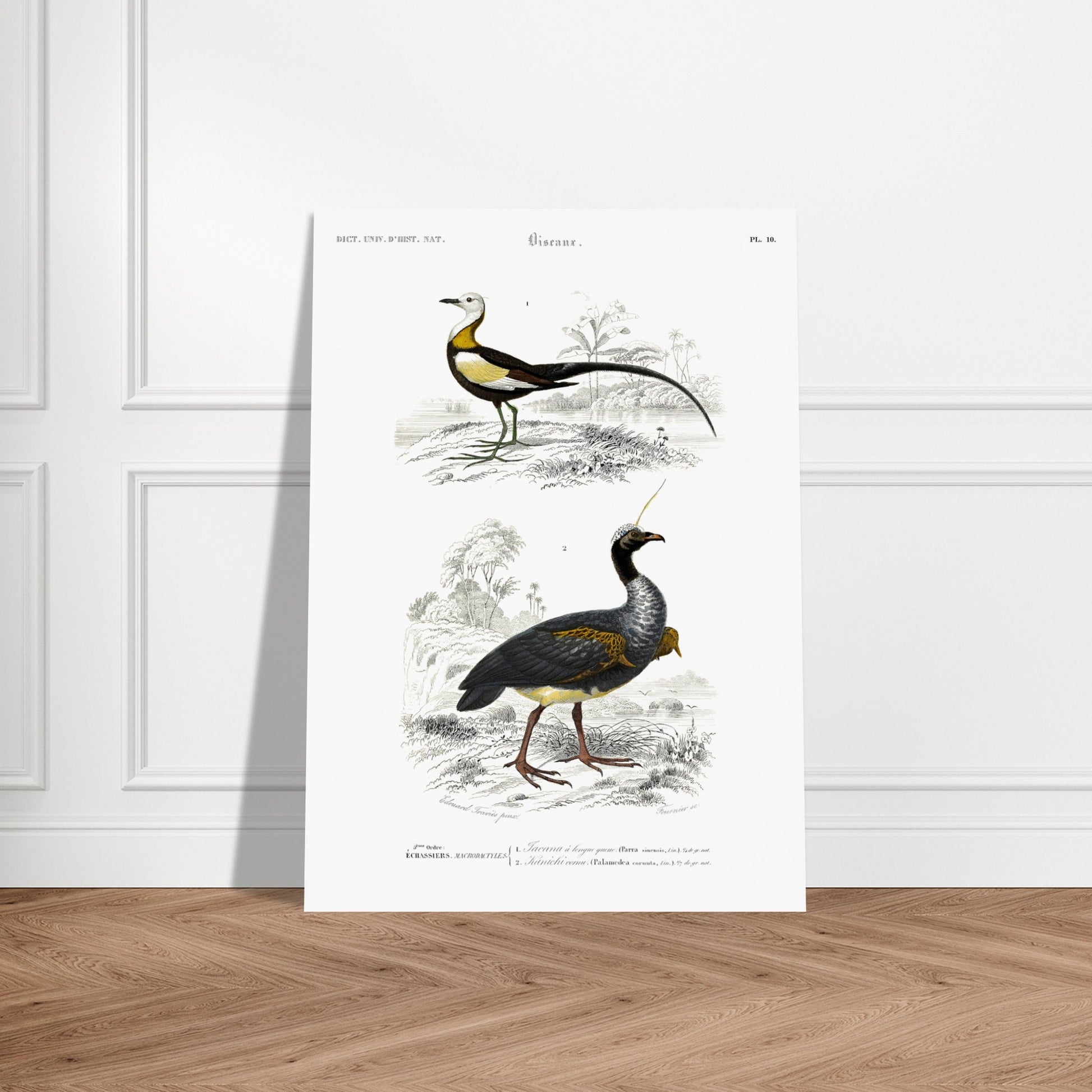 Illustration ornithologique : Jacana à longue queue et Kamichi cornu. Planche ornithologique ancienne du Dictionnaire Universel d'Histoire Naturelle montrant un Jacana à longue queue et un Paladan d'eau, dans des environnements naturels. Image d'illustration 5