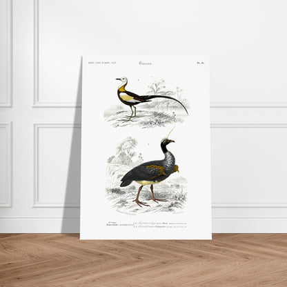 Illustration ornithologique : Jacana à longue queue et Kamichi cornu. Planche ornithologique ancienne du Dictionnaire Universel d'Histoire Naturelle montrant un Jacana à longue queue et un Paladan d'eau, dans des environnements naturels. Image d'illustration 5
