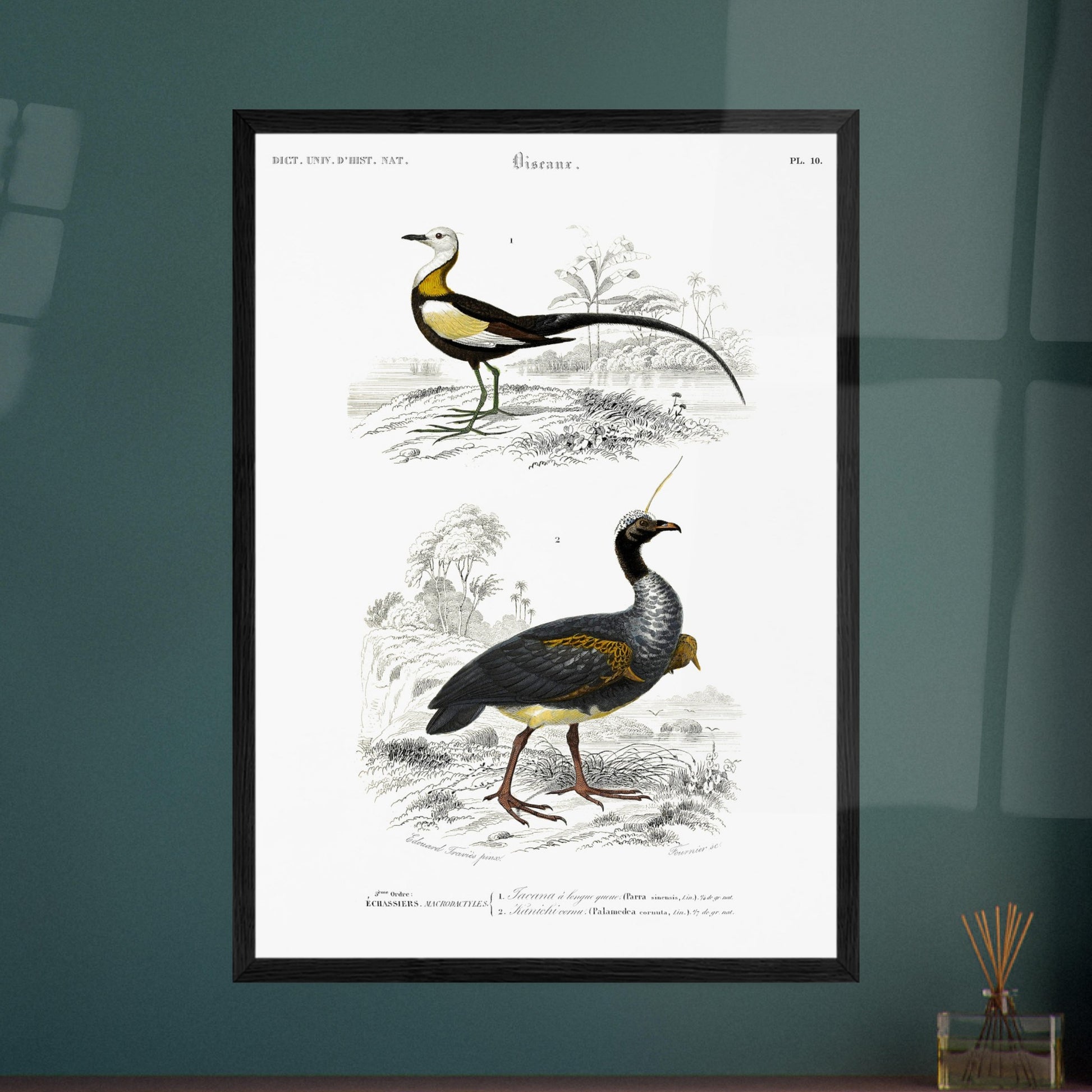 Illustration ornithologique : Jacana à longue queue et Kamichi cornu. Planche ornithologique ancienne du Dictionnaire Universel d'Histoire Naturelle montrant un Jacana à longue queue et un Paladan d'eau, dans des environnements naturels. Image d'illustration 6