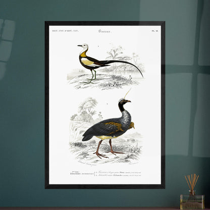 Illustration ornithologique : Jacana à longue queue et Kamichi cornu. Planche ornithologique ancienne du Dictionnaire Universel d'Histoire Naturelle montrant un Jacana à longue queue et un Paladan d'eau, dans des environnements naturels. Image d'illustration 6