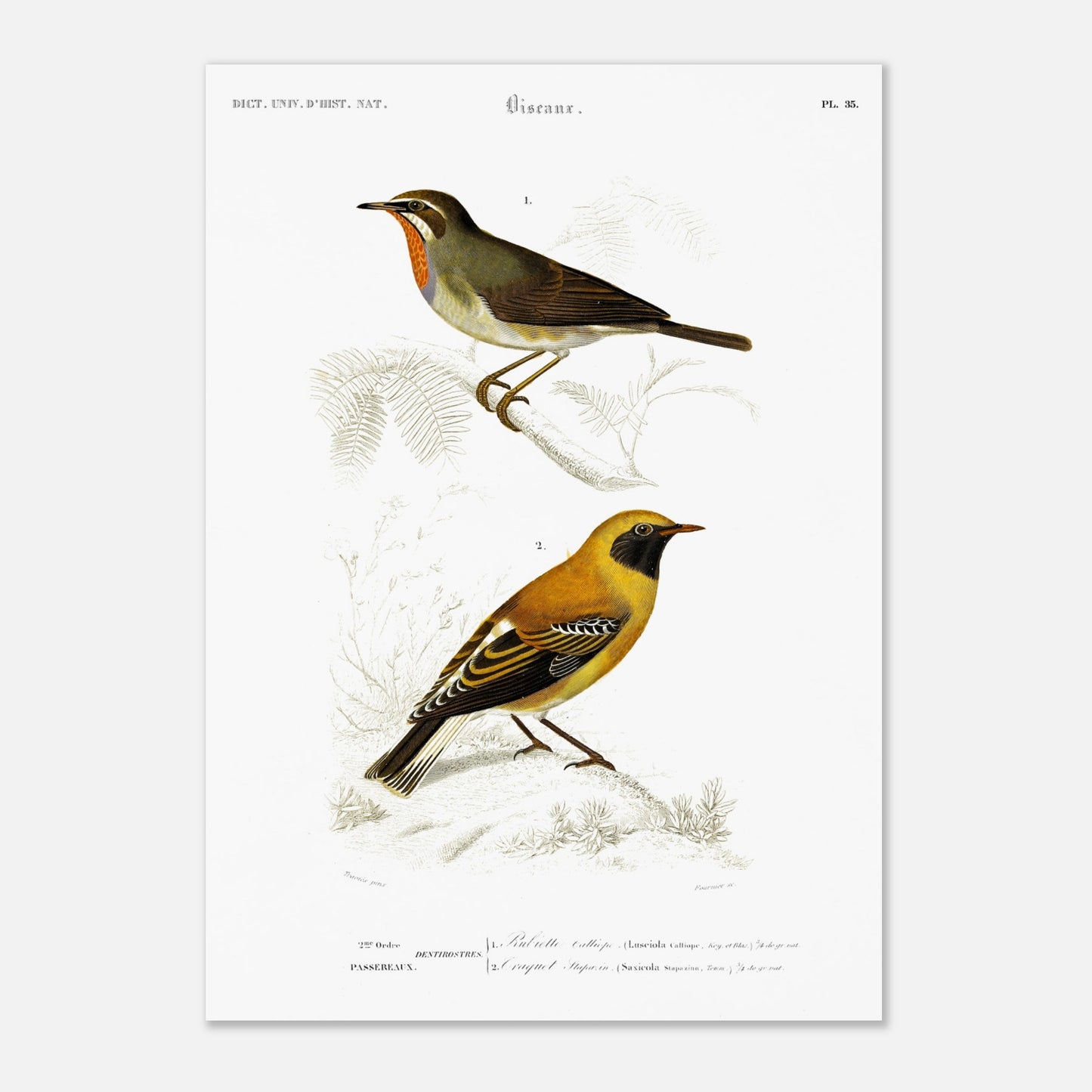 Illustration d'oiseaux : Rubiette Calliope et Traquet - d'Orbigny (29,7x42 cm (A3)). Illustration ornithologique du XIXe siècle présentant deux oiseaux, un rubiette calliope bleu et brun, et un rouge-gorge avec un plastron orange, perchés sur des branches.