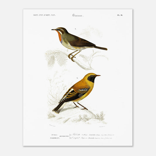 Illustration d'oiseaux : Rubiette Calliope et Traquet - d'Orbigny (40x50 cm). Illustration ornithologique du XIXe siècle présentant deux oiseaux, un rubiette calliope bleu et brun, et un rouge-gorge avec un plastron orange, perchés sur des branches.