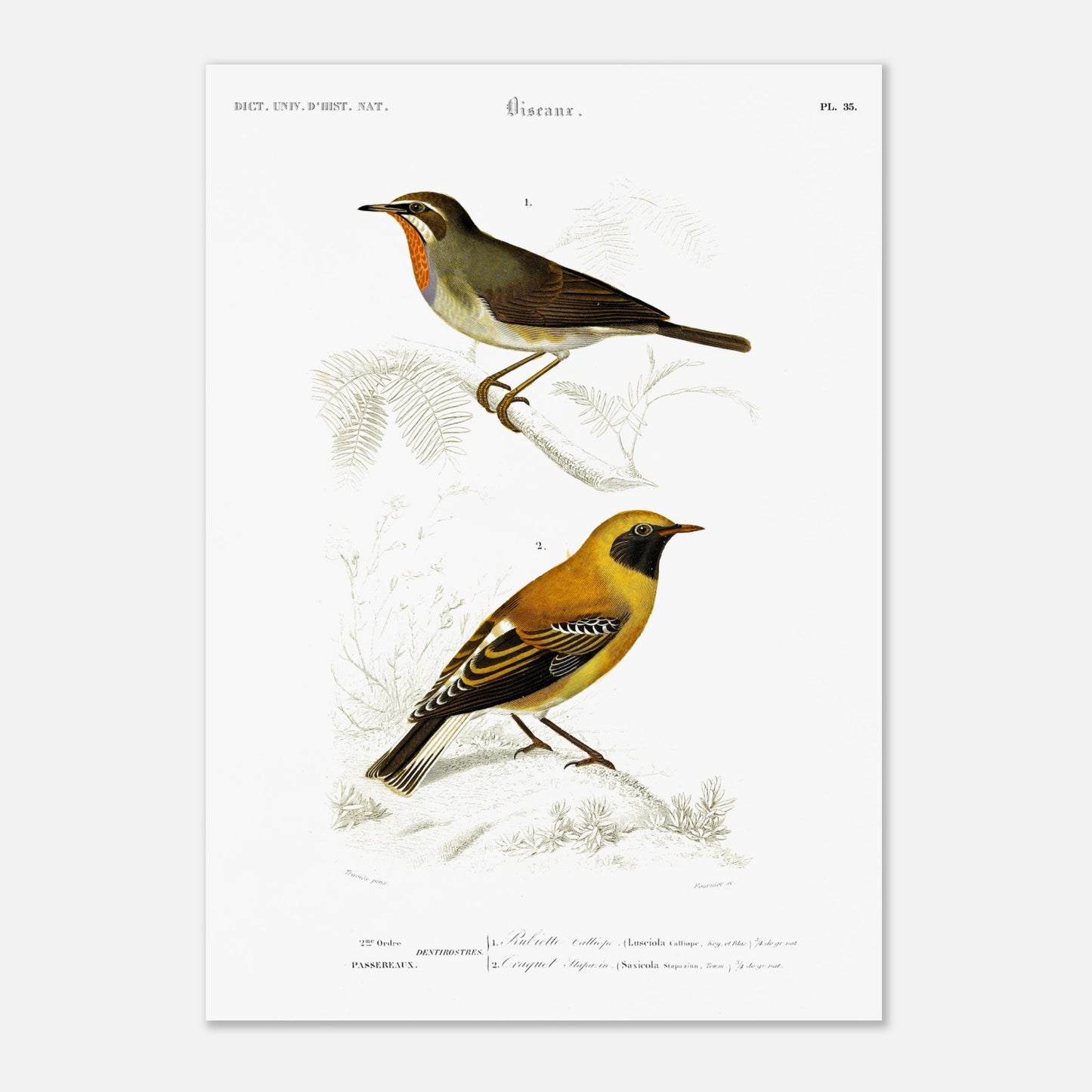 Illustration d'oiseaux : Rubiette Calliope et Traquet - d'Orbigny (42x59,4 cm (A2)). Illustration ornithologique du XIXe siècle présentant deux oiseaux, un rubiette calliope bleu et brun, et un rouge-gorge avec un plastron orange, perchés sur des branches.