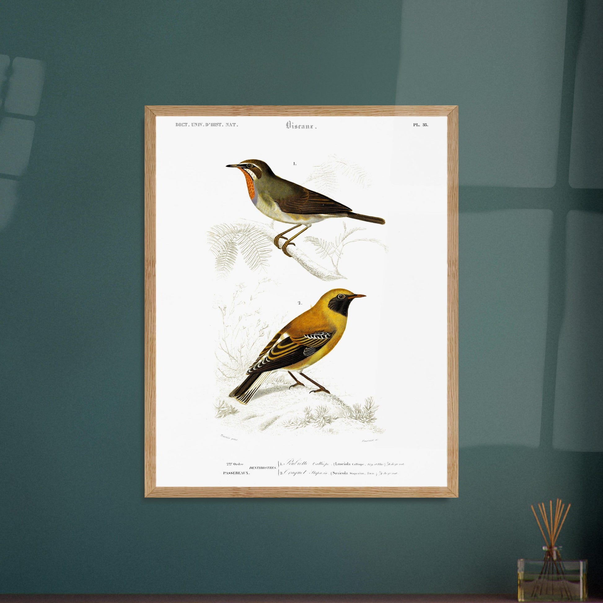 Illustration d'oiseaux : Rubiette Calliope et Traquet - d'Orbigny. Illustration ornithologique du XIXe siècle présentant deux oiseaux, un rubiette calliope bleu et brun, et un rouge-gorge avec un plastron orange, perchés sur des branches. Image d'illustration 5