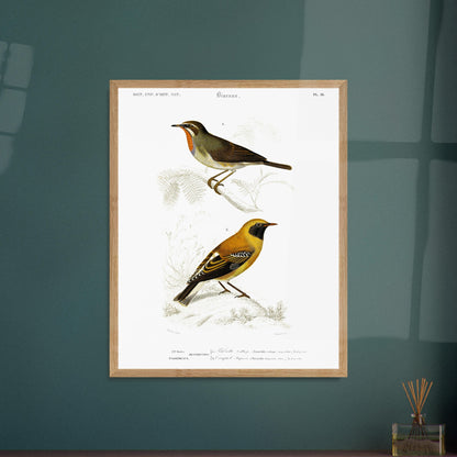 Illustration d'oiseaux : Rubiette Calliope et Traquet - d'Orbigny. Illustration ornithologique du XIXe siècle présentant deux oiseaux, un rubiette calliope bleu et brun, et un rouge-gorge avec un plastron orange, perchés sur des branches. Image d'illustration 5