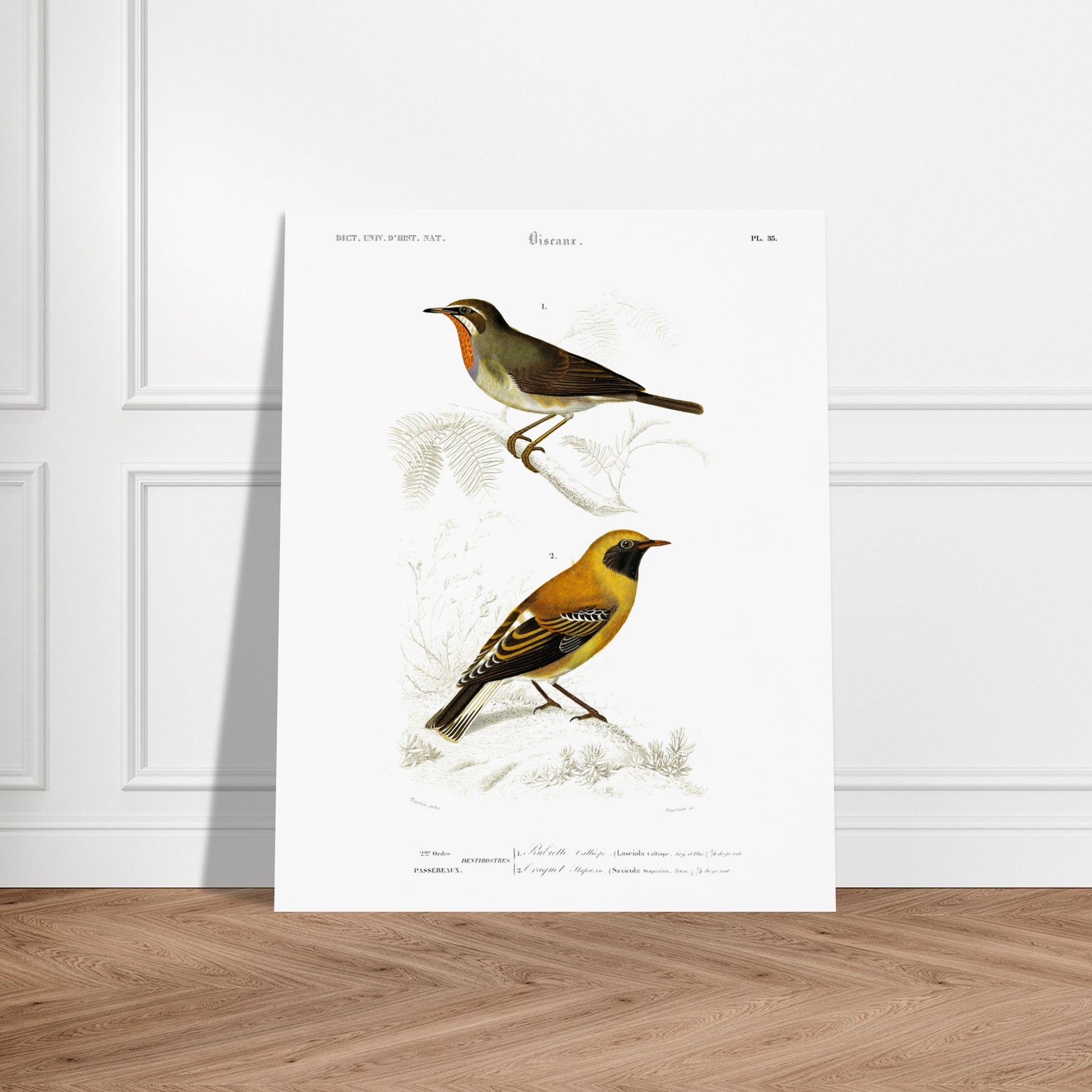 Illustration d'oiseaux : Rubiette Calliope et Traquet - d'Orbigny. Illustration ornithologique du XIXe siècle présentant deux oiseaux, un rubiette calliope bleu et brun, et un rouge-gorge avec un plastron orange, perchés sur des branches. Image d'illustration 6