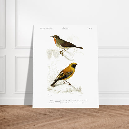 Illustration d'oiseaux : Rubiette Calliope et Traquet - d'Orbigny. Illustration ornithologique du XIXe siècle présentant deux oiseaux, un rubiette calliope bleu et brun, et un rouge-gorge avec un plastron orange, perchés sur des branches. Image d'illustration 6