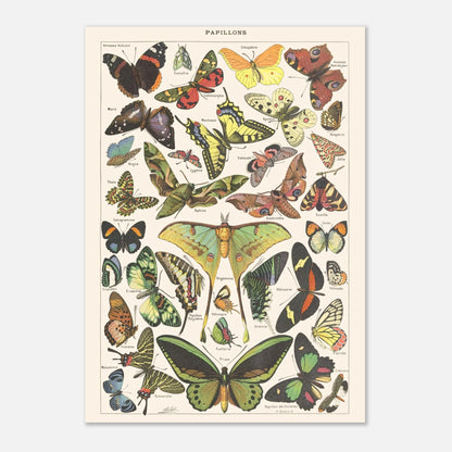 Planche Papillons – Illustration ancienne Larousse 1910 (21x29,7 cm (A4)). Planche encyclopédique Larousse de 1910 présentant une variété de papillons et de papillons de nuit, avec leurs noms inscrits.