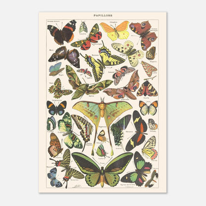 Planche Papillons – Illustration ancienne Larousse 1910 (29,7x42 cm (A3)). Planche encyclopédique Larousse de 1910 présentant une variété de papillons et de papillons de nuit, avec leurs noms inscrits.