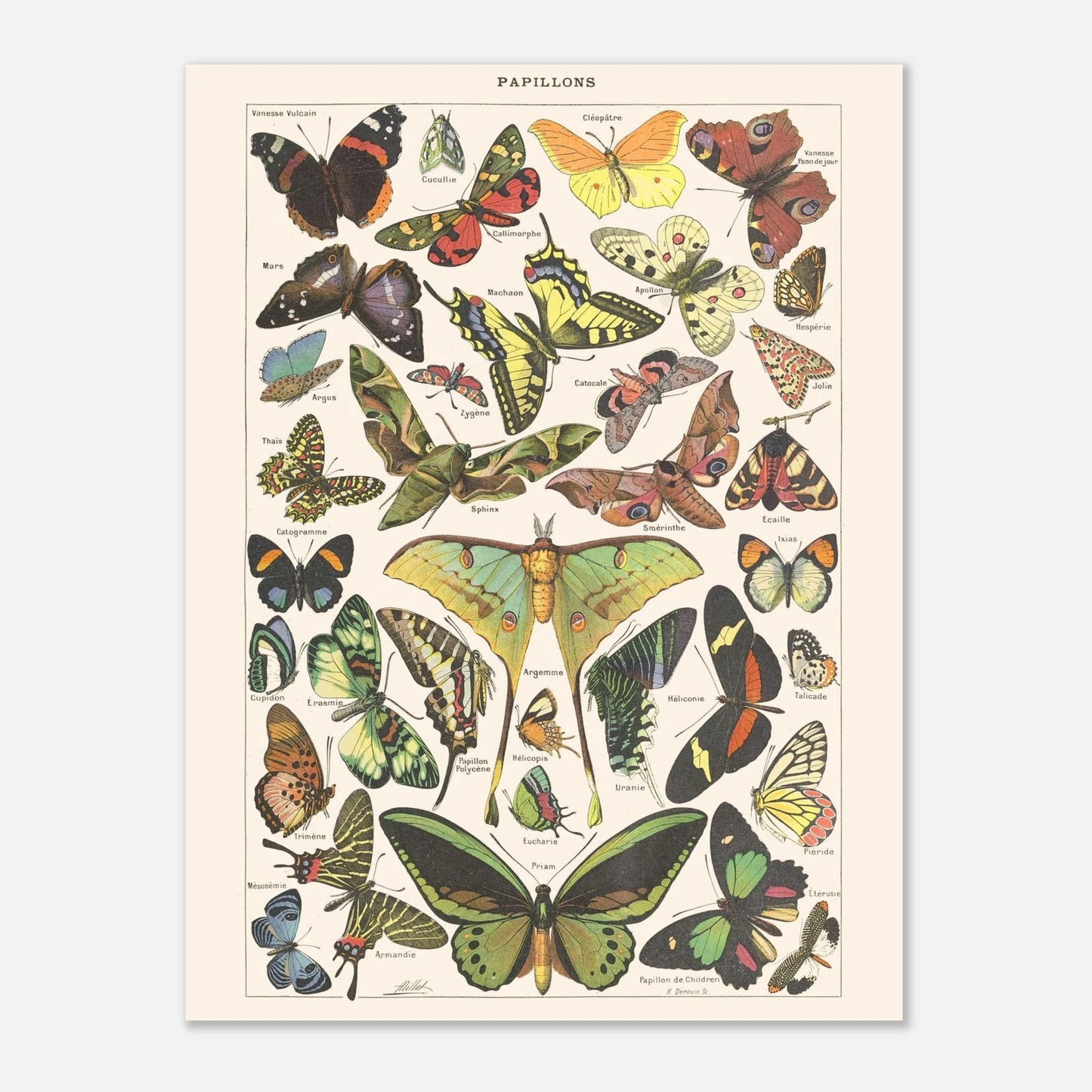 Planche Papillons – Illustration ancienne Larousse 1910 (30x40 cm). Planche encyclopédique Larousse de 1910 présentant une variété de papillons et de papillons de nuit, avec leurs noms inscrits.