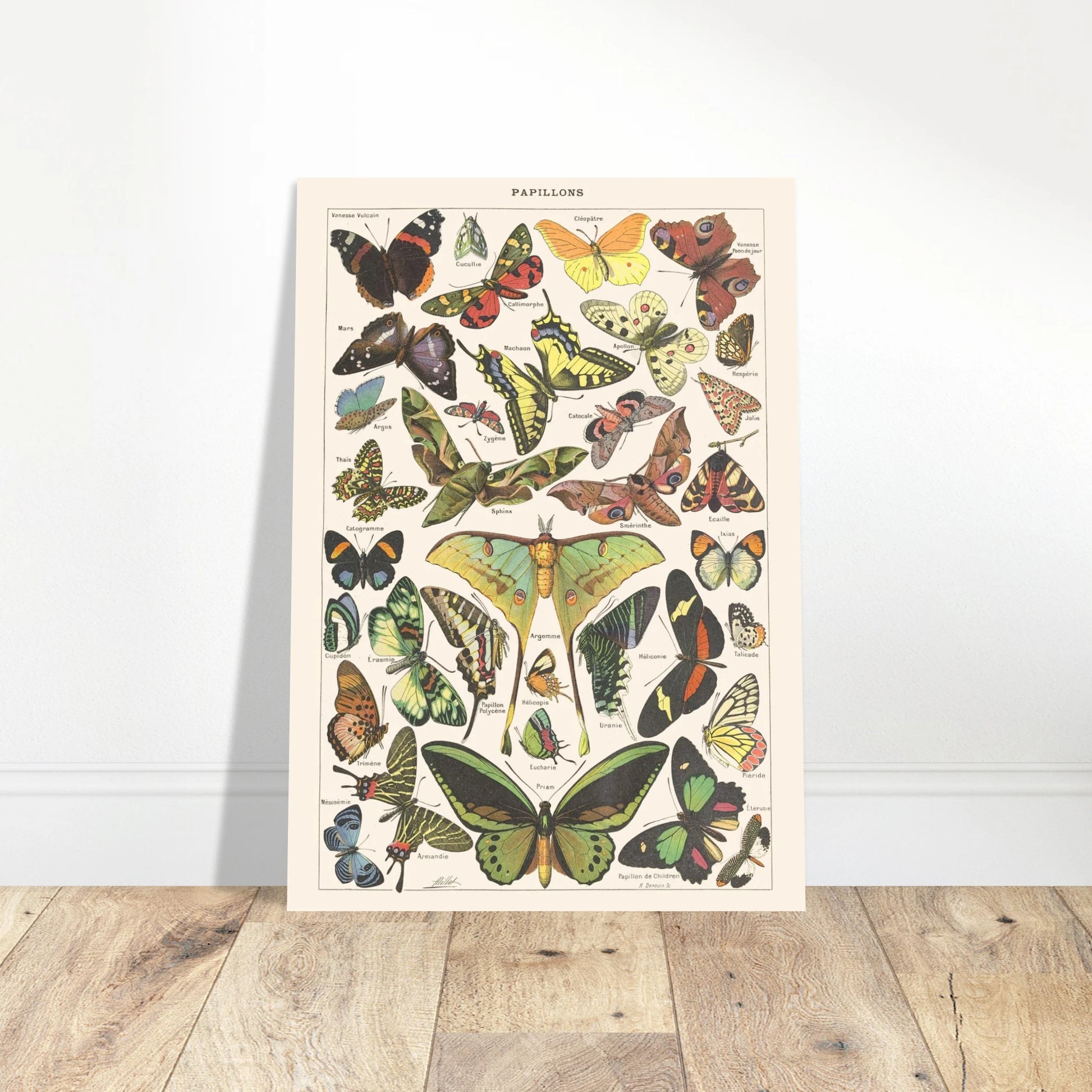 Planche Papillons – Illustration ancienne Larousse 1910. Planche encyclopédique Larousse de 1910 présentant une variété de papillons et de papillons de nuit, avec leurs noms inscrits. Image d'illustration 4