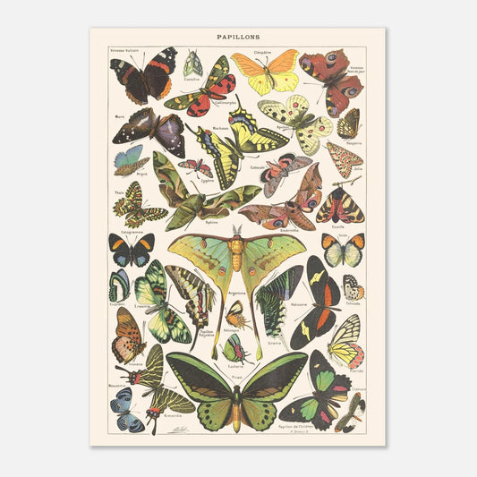 Planche Papillons – Illustration ancienne Larousse 1910 (42x59,4 cm (A2)). Planche encyclopédique Larousse de 1910 présentant une variété de papillons et de papillons de nuit, avec leurs noms inscrits.