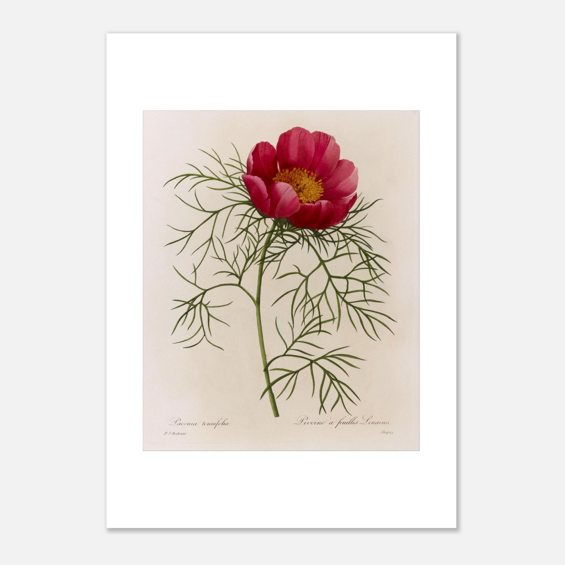 Planche botanique Pivoine à Feuilles Linéaires par Redouté (21x29,7 cm (A4)). Illustration de flore naturaliste par Pierre-Joseph Redouté représentant une Pivoine à Feuilles Linéaires, une fleur rose vif avec un centre jaune, entourée de feuillage vert caractéristique.
