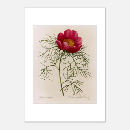 Planche botanique Pivoine à Feuilles Linéaires par Redouté (21x29,7 cm (A4)). Illustration de flore naturaliste par Pierre-Joseph Redouté représentant une Pivoine à Feuilles Linéaires, une fleur rose vif avec un centre jaune, entourée de feuillage vert caractéristique.