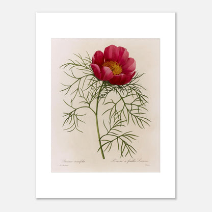Planche botanique Pivoine à Feuilles Linéaires par Redouté (30x40 cm). Illustration de flore naturaliste par Pierre-Joseph Redouté représentant une Pivoine à Feuilles Linéaires, une fleur rose vif avec un centre jaune, entourée de feuillage vert caractéristique.