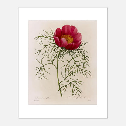 Planche botanique Pivoine à Feuilles Linéaires par Redouté (40x50 cm). Illustration de flore naturaliste par Pierre-Joseph Redouté représentant une Pivoine à Feuilles Linéaires, une fleur rose vif avec un centre jaune, entourée de feuillage vert caractéristique.
