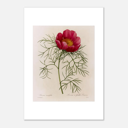 Planche botanique Pivoine à Feuilles Linéaires par Redouté (42x59,4 cm (A2)). Illustration de flore naturaliste par Pierre-Joseph Redouté représentant une Pivoine à Feuilles Linéaires, une fleur rose vif avec un centre jaune, entourée de feuillage vert caractéristique.