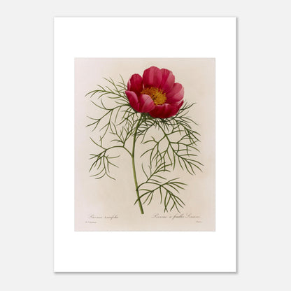 Planche botanique Pivoine à Feuilles Linéaires par Redouté (50x70 cm). Illustration de flore naturaliste par Pierre-Joseph Redouté représentant une Pivoine à Feuilles Linéaires, une fleur rose vif avec un centre jaune, entourée de feuillage vert caractéristique.