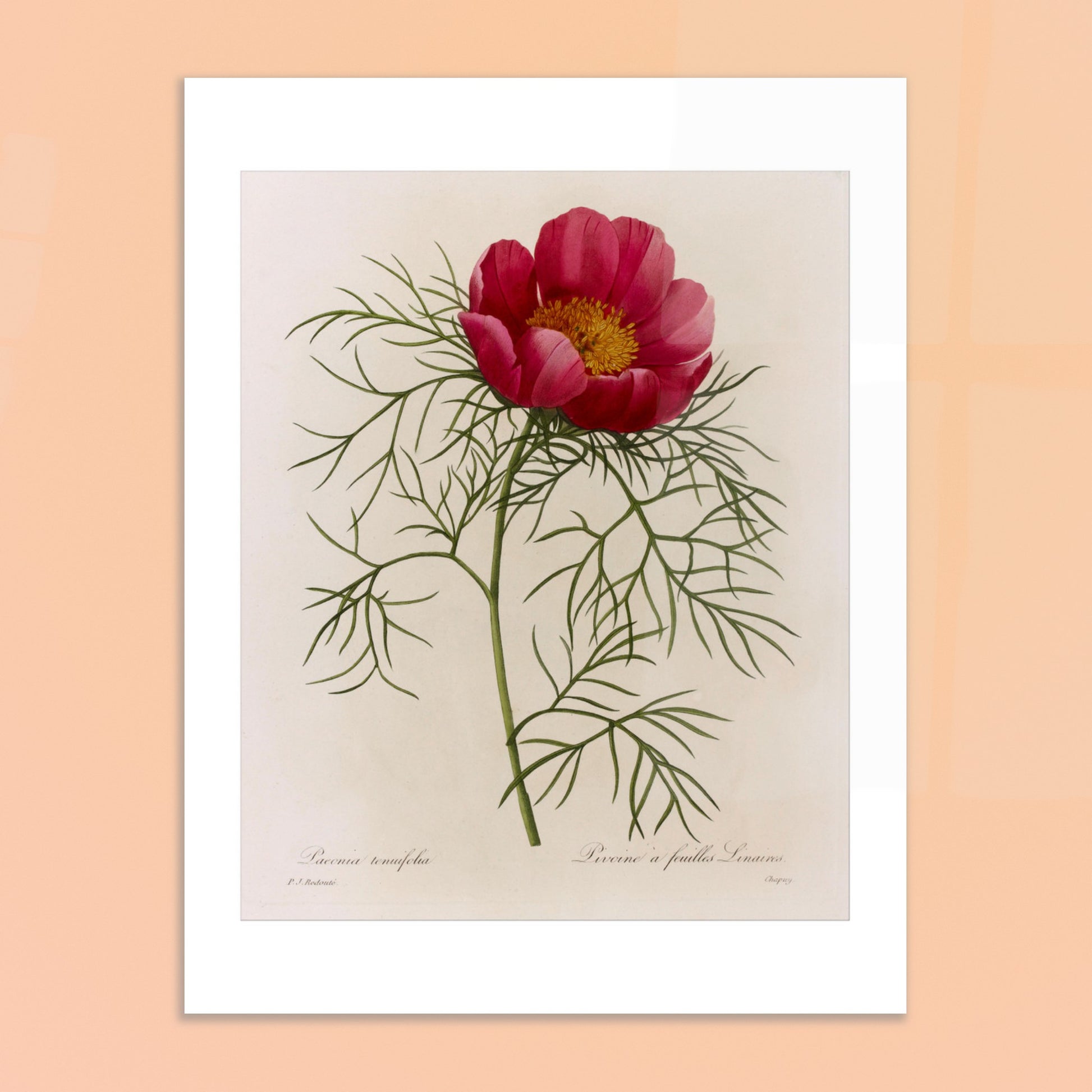 Planche botanique Pivoine à Feuilles Linéaires par Redouté. Illustration de flore naturaliste par Pierre-Joseph Redouté représentant une Pivoine à Feuilles Linéaires, une fleur rose vif avec un centre jaune, entourée de feuillage vert caractéristique. Image d'illustration 6