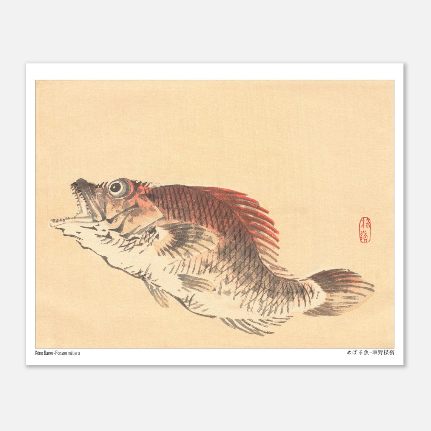 Illustration naturaliste du poisson Mebaru, estampe japonaise de Kōno Bairei (20x25 cm). Estampe ancienne représentant un poisson mebaru de profil, gueule ouverte, sur un fond crème.
