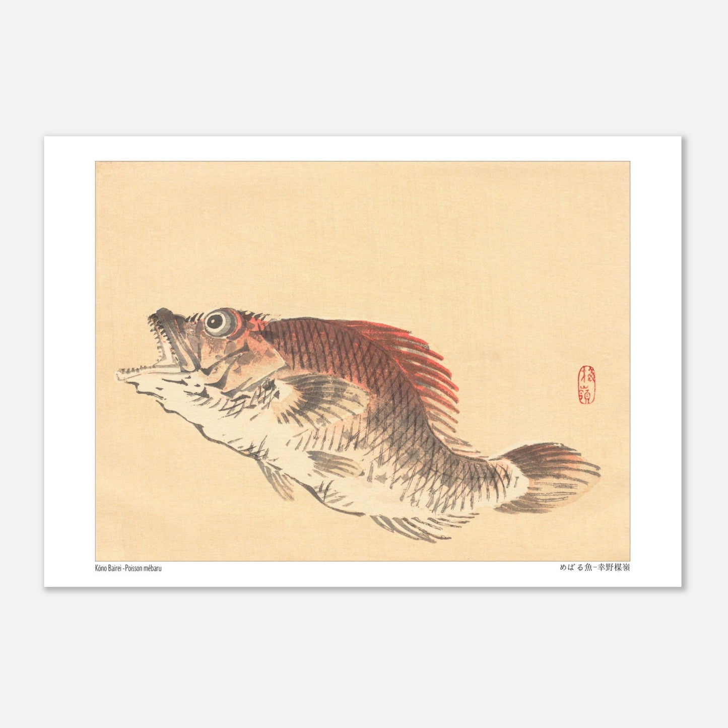 Illustration naturaliste du poisson Mebaru, estampe japonaise de Kōno Bairei (21x29,7 cm (A4)). Estampe ancienne représentant un poisson mebaru de profil, gueule ouverte, sur un fond crème.