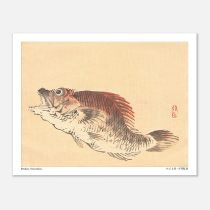 Illustration naturaliste du poisson Mebaru, estampe japonaise de Kōno Bairei (27x35 cm). Estampe ancienne représentant un poisson mebaru de profil, gueule ouverte, sur un fond crème.