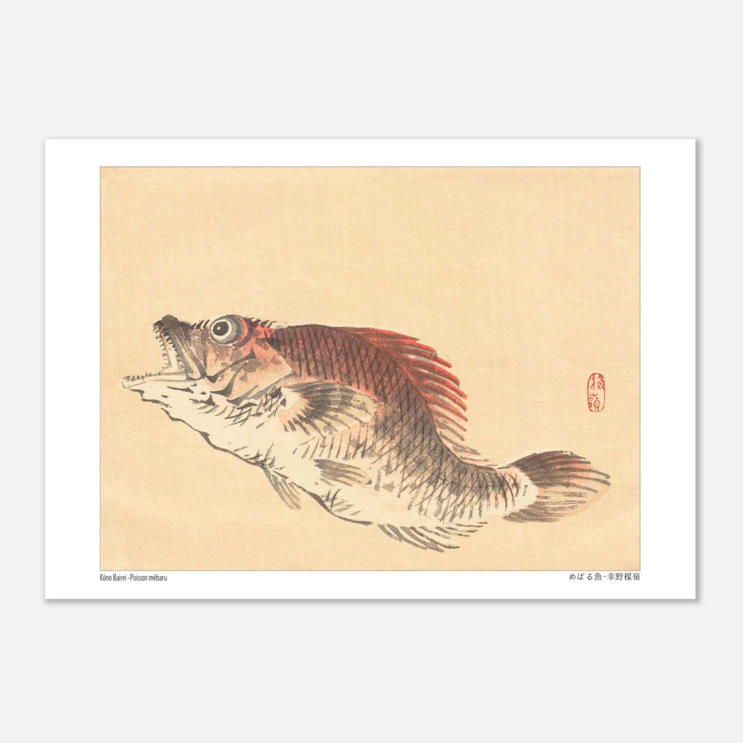 Illustration naturaliste du poisson Mebaru, estampe japonaise de Kōno Bairei (29,7x42 cm (A3)). Estampe ancienne représentant un poisson mebaru de profil, gueule ouverte, sur un fond crème.