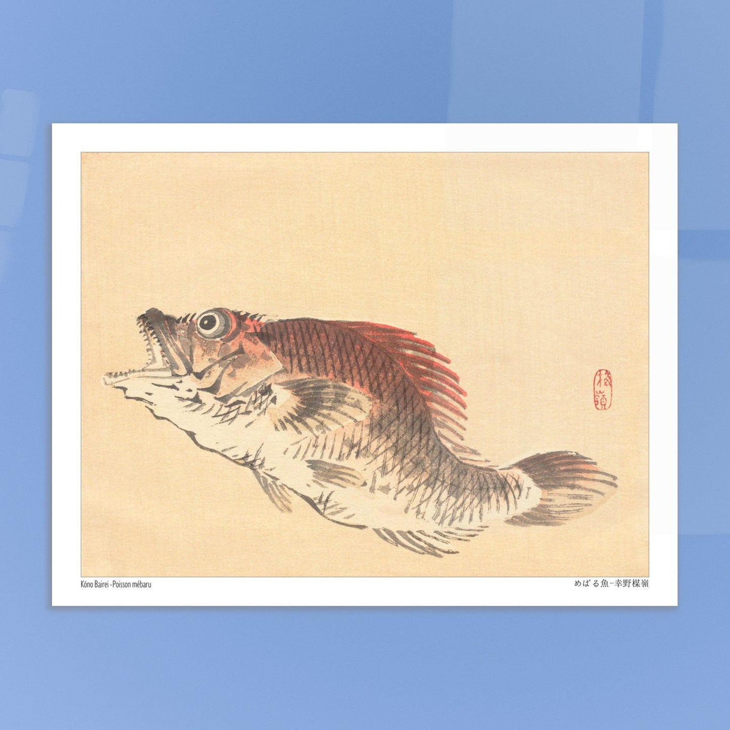 Illustration naturaliste du poisson Mebaru, estampe japonaise de Kōno Bairei. Estampe ancienne représentant un poisson mebaru de profil, gueule ouverte, sur un fond crème. Image d'illustration 5