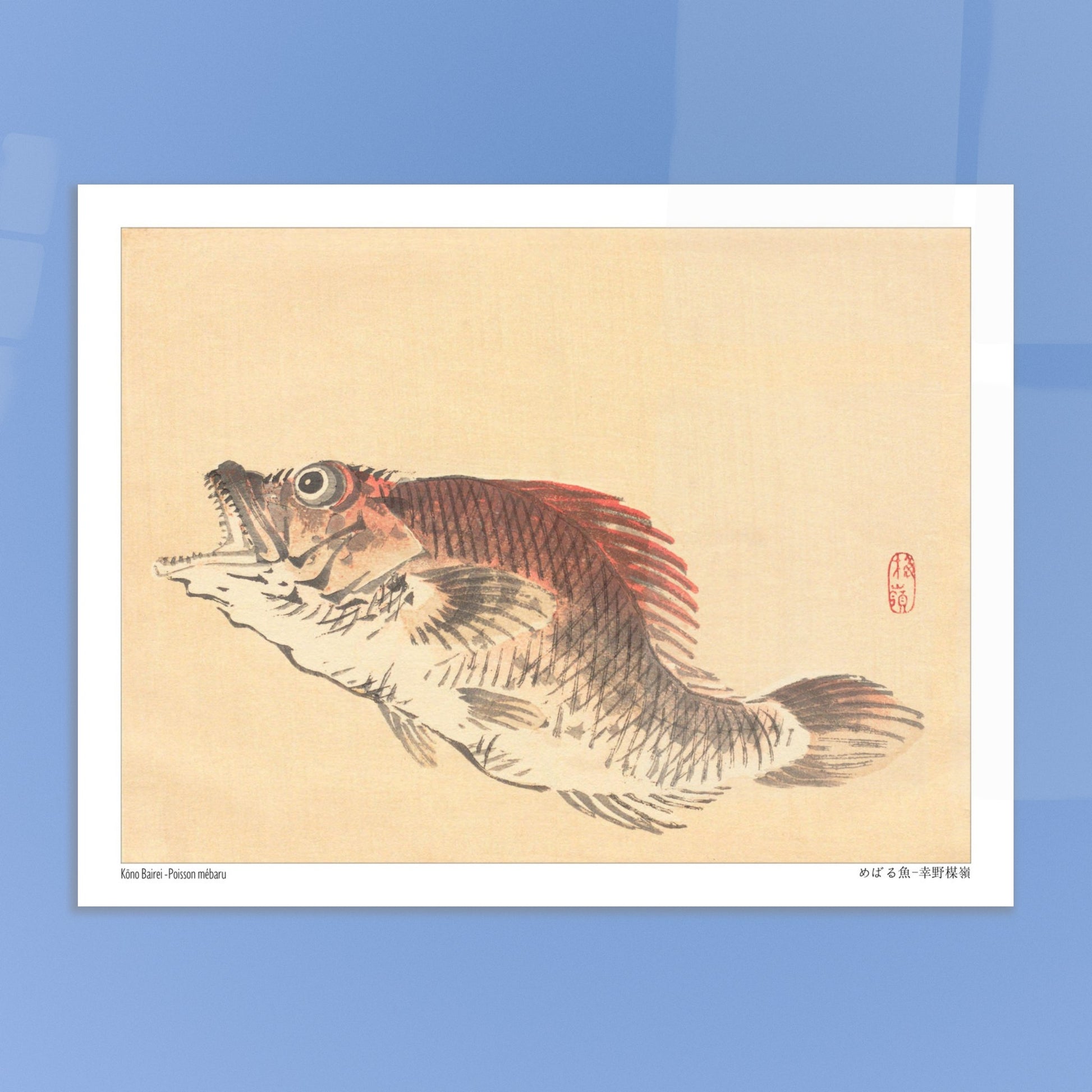 Illustration naturaliste du poisson Mebaru, estampe japonaise de Kōno Bairei. Estampe ancienne représentant un poisson mebaru de profil, gueule ouverte, sur un fond crème. Image d'illustration 5