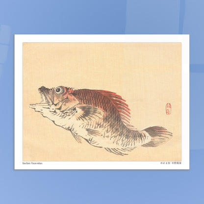 Illustration naturaliste du poisson Mebaru, estampe japonaise de Kōno Bairei. Estampe ancienne représentant un poisson mebaru de profil, gueule ouverte, sur un fond crème. Image d'illustration 5