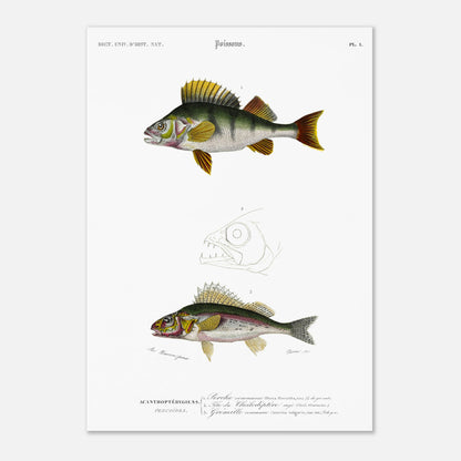 Illustration scientifique : Perche commune et poissons acanthoptérygiens (29,7x42 cm (A3)). Illustration scientifique de poissons, montrant une perche commune et d'autres espèces, avec des détails anatomiques, issue du Dictionnaire Universel d'Histoire Naturelle.