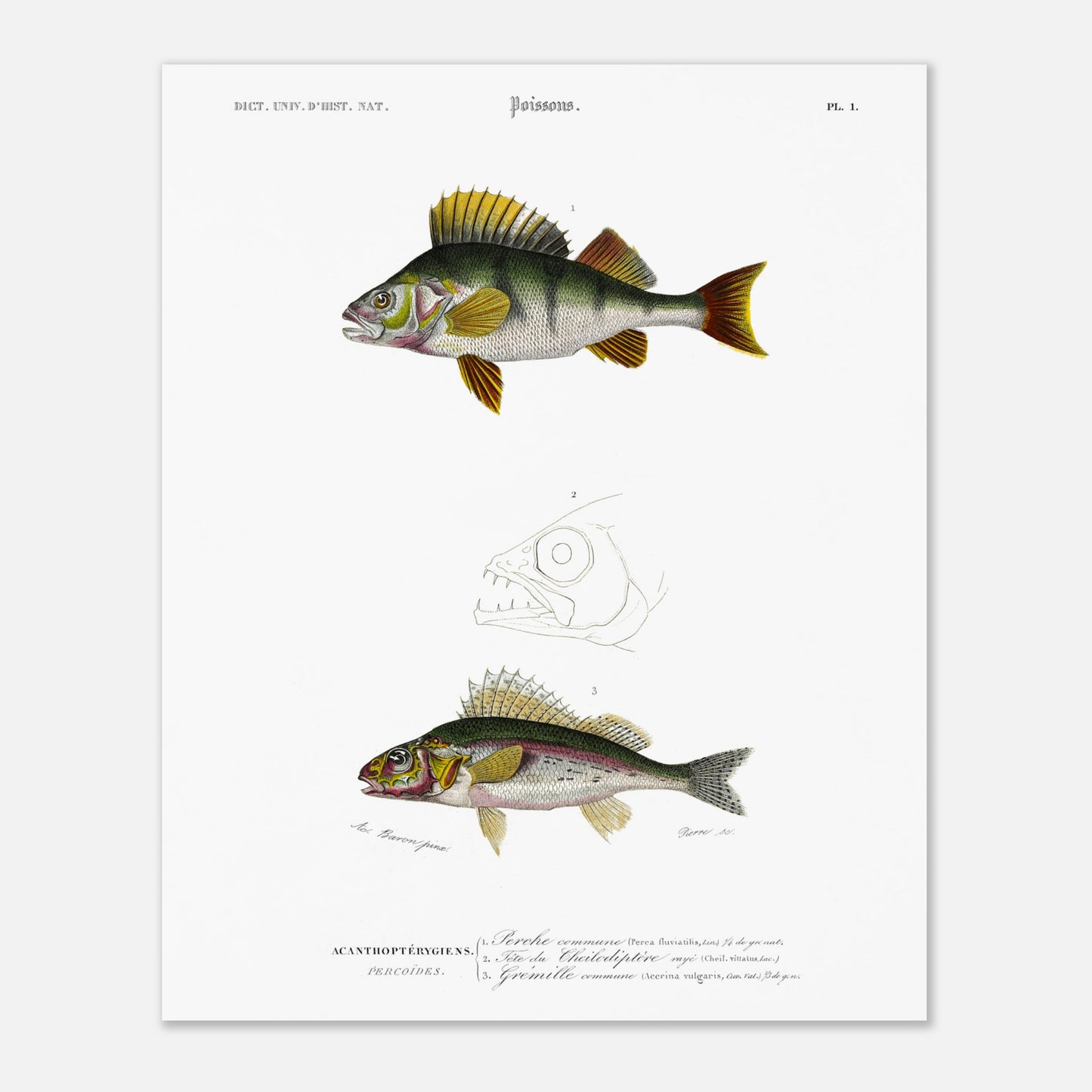 Illustration scientifique : Perche commune et poissons acanthoptérygiens (40x50 cm). Illustration scientifique de poissons, montrant une perche commune et d'autres espèces, avec des détails anatomiques, issue du Dictionnaire Universel d'Histoire Naturelle.