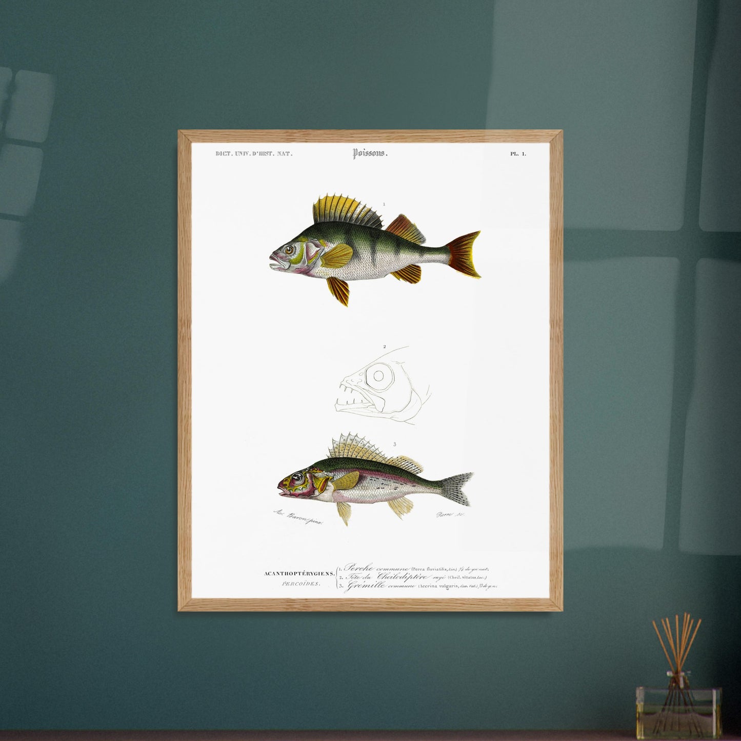 Illustration scientifique : Perche commune et poissons acanthoptérygiens. Illustration scientifique de poissons, montrant une perche commune et d'autres espèces, avec des détails anatomiques, issue du Dictionnaire Universel d'Histoire Naturelle. Image d'illustration 5