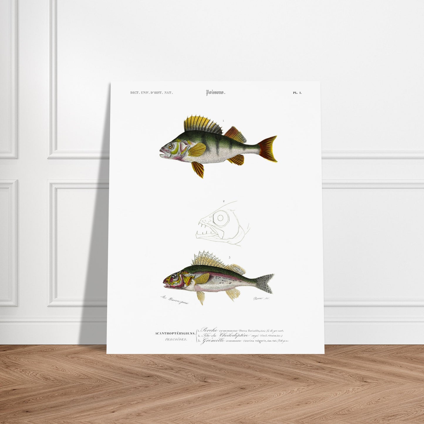 Illustration scientifique : Perche commune et poissons acanthoptérygiens. Illustration scientifique de poissons, montrant une perche commune et d'autres espèces, avec des détails anatomiques, issue du Dictionnaire Universel d'Histoire Naturelle. Image d'illustration 6