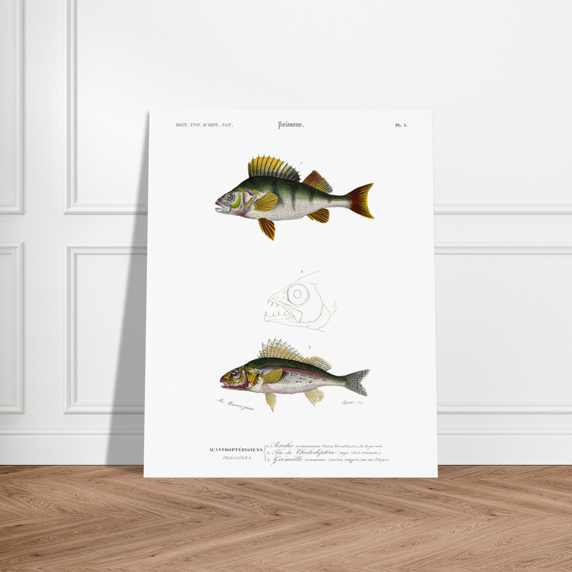Illustration scientifique : Perche commune et poissons acanthoptérygiens. Illustration scientifique de poissons, montrant une perche commune et d'autres espèces, avec des détails anatomiques, issue du Dictionnaire Universel d'Histoire Naturelle. Image d'illustration 6