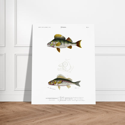 Illustration scientifique : Perche commune et poissons acanthoptérygiens. Illustration scientifique de poissons, montrant une perche commune et d'autres espèces, avec des détails anatomiques, issue du Dictionnaire Universel d'Histoire Naturelle. Image d'illustration 6