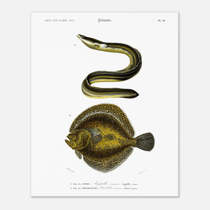 Illustration de poissons : Turbot commun et Anguille commune - d'Orbigny (40x50 cm). Planche d'illustration scientifique du Dictionnaire Universel d'Histoire Naturelle de Charles d'Orbigny, représentant une anguille commune et un turbot commun.