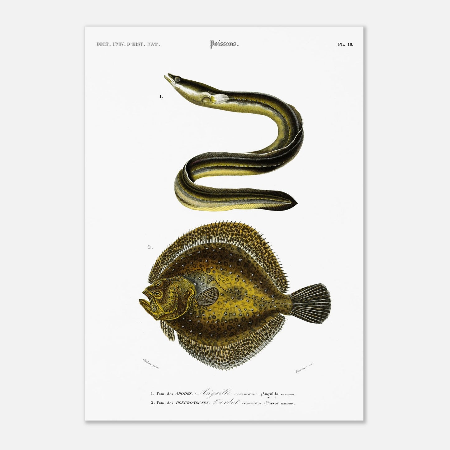 Illustration de poissons : Turbot commun et Anguille commune - d'Orbigny (42x59,4 cm (A2)). Planche d'illustration scientifique du Dictionnaire Universel d'Histoire Naturelle de Charles d'Orbigny, représentant une anguille commune et un turbot commun.