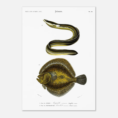 Illustration de poissons : Turbot commun et Anguille commune - d'Orbigny (42x59,4 cm (A2)). Planche d'illustration scientifique du Dictionnaire Universel d'Histoire Naturelle de Charles d'Orbigny, représentant une anguille commune et un turbot commun.