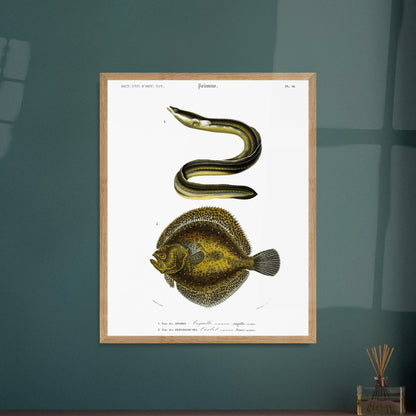 Illustration de poissons : Turbot commun et Anguille commune - d'Orbigny. Planche d'illustration scientifique du Dictionnaire Universel d'Histoire Naturelle de Charles d'Orbigny, représentant une anguille commune et un turbot commun. Image d'illustration 5